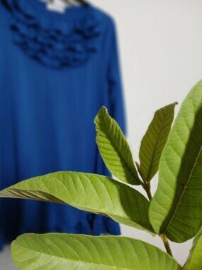 Blue Ruffle Blouse